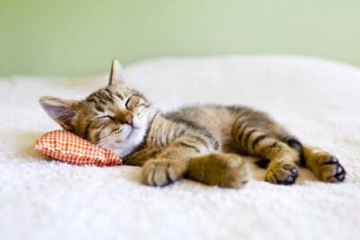 A brown and black kitten asleep and resting on a soft beige blanket.