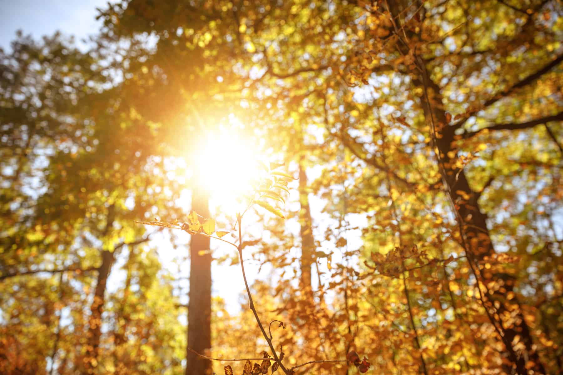 The sun shining and glowing through trees with many green leaves.