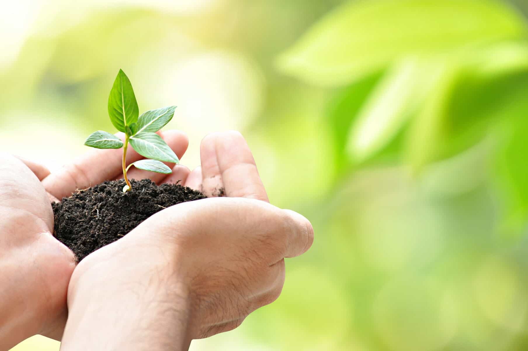 A cropped image of a person's hands holding a green sapling with soil with a blurred image of green trees in the background.