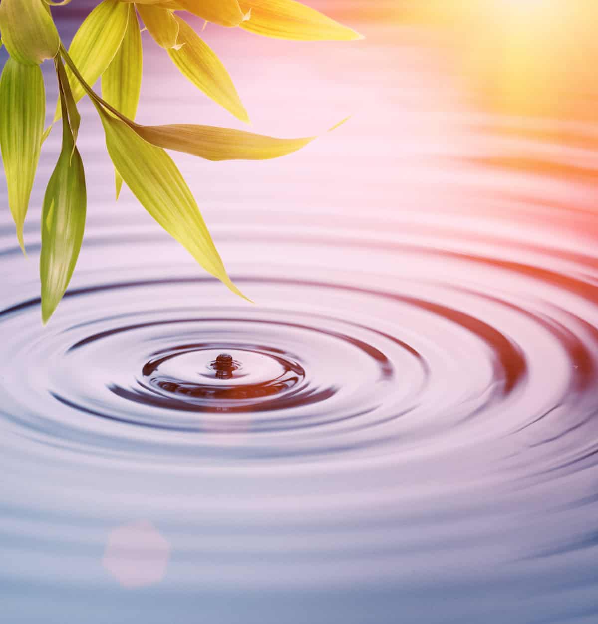 A cropped image of bamboo leaves over a sunlit pond with a fallen water droplet making circles in the water.