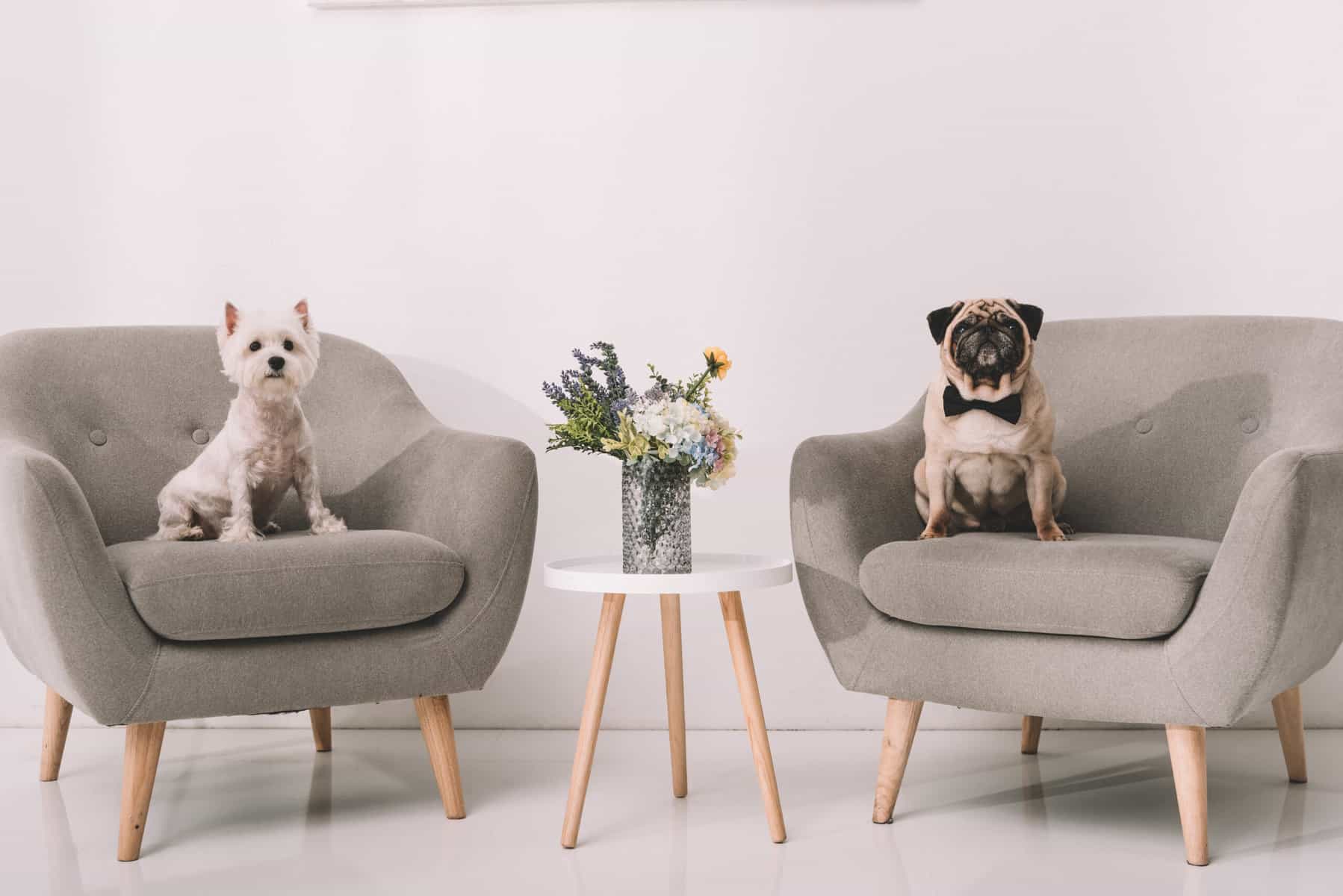 A pug and a yorkie both sitting on tan armchairs in a room with a beige floor and walls with a small table with flowers on it between them.