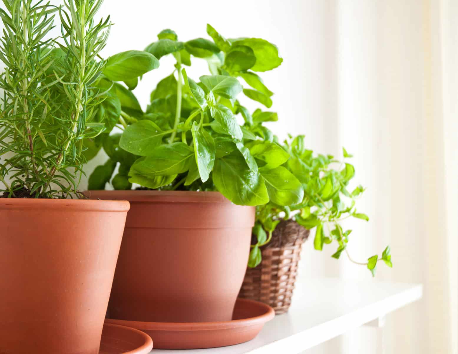 A cropped image of three tan pots of herbs on a white shelf including rosemary, basil, and mint.