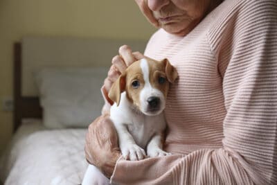 A cropped image of an older woman seated on a bed and holding and petting a jack russell terrier puppy.